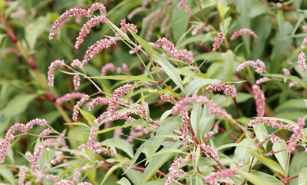 polygonum