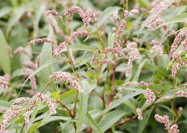 polygonum