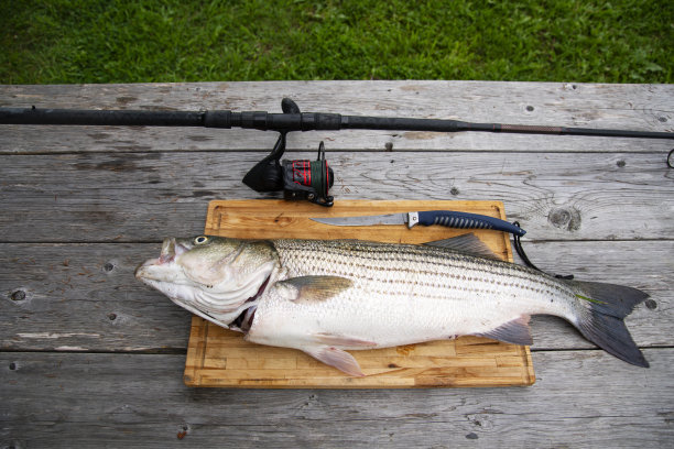 rockfish