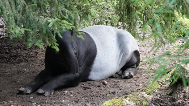 tapir