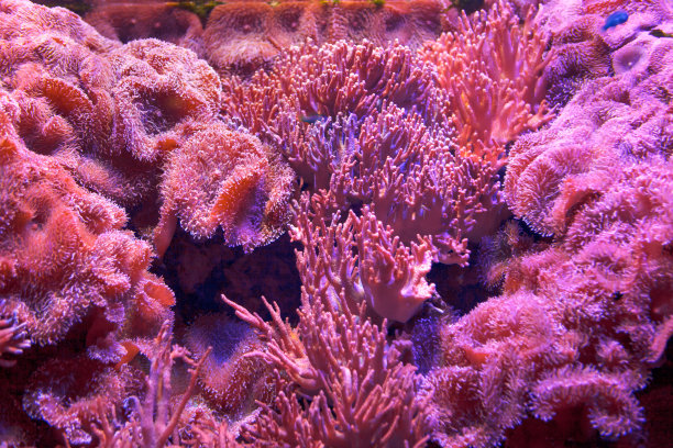 corals