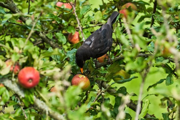 avian
