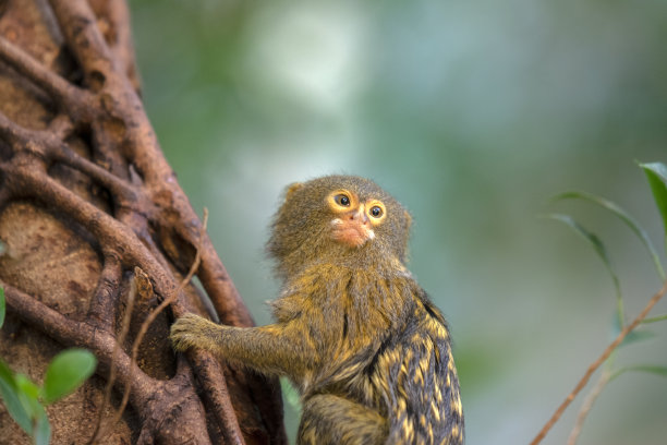marmoset