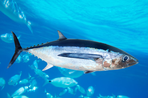 tuna