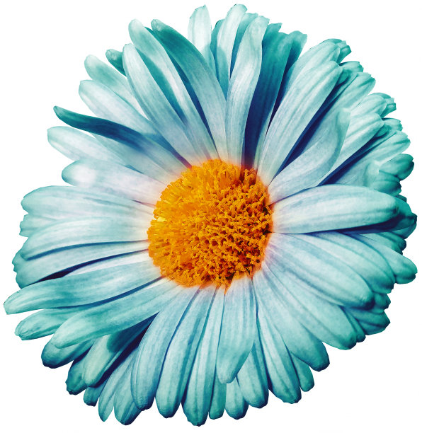 marguerite