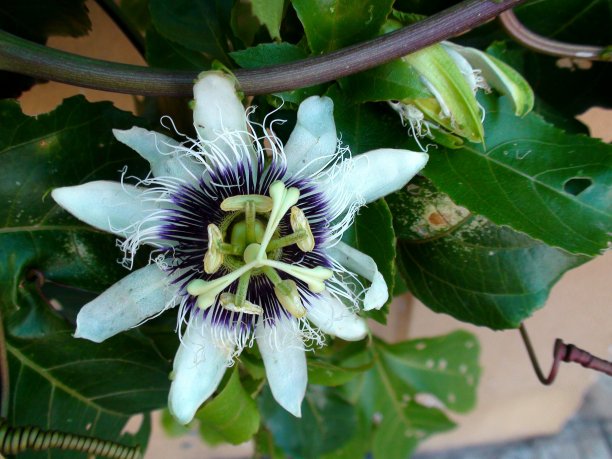 passiflora