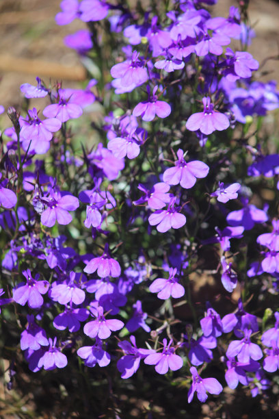 lobelia