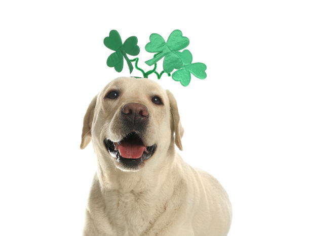 shamrock