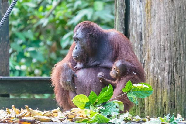 kalimantan