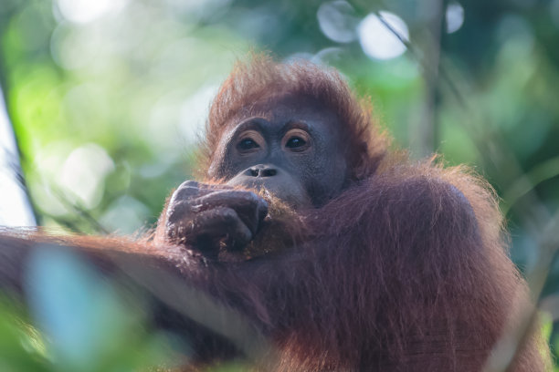 kalimantan