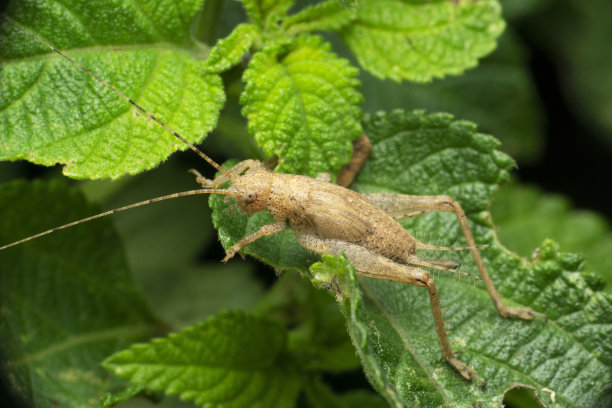 katydid