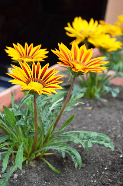 橙红色花朵条纹背景图案