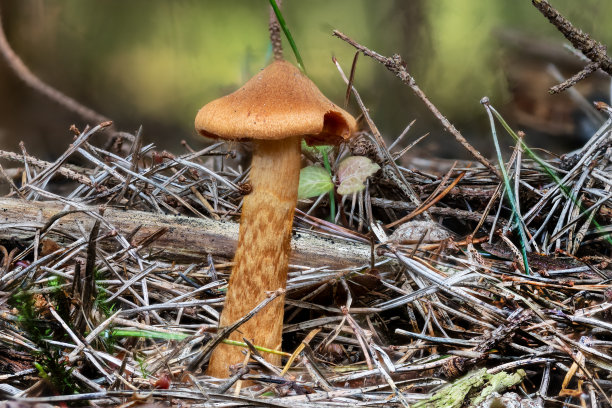 cortinarius