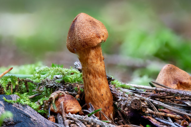 cortinarius