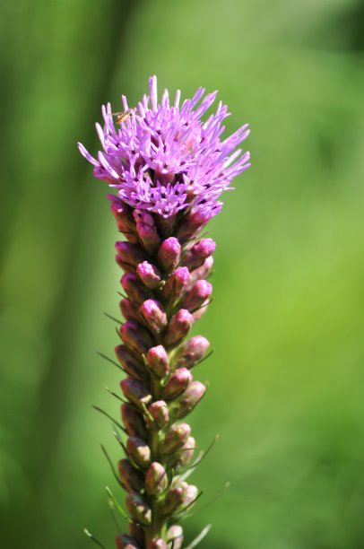 liatris