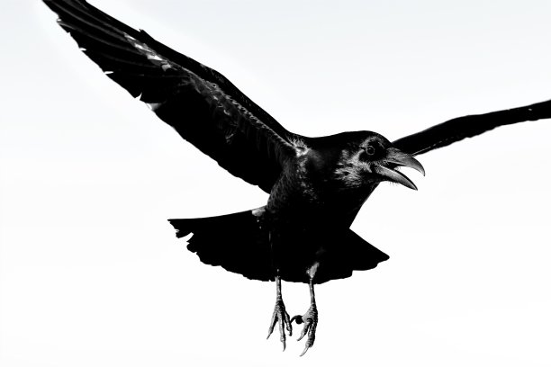 raven