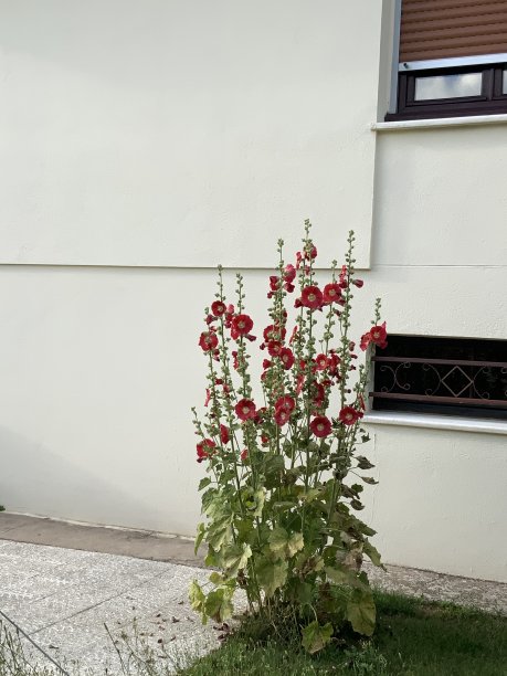 stockrose