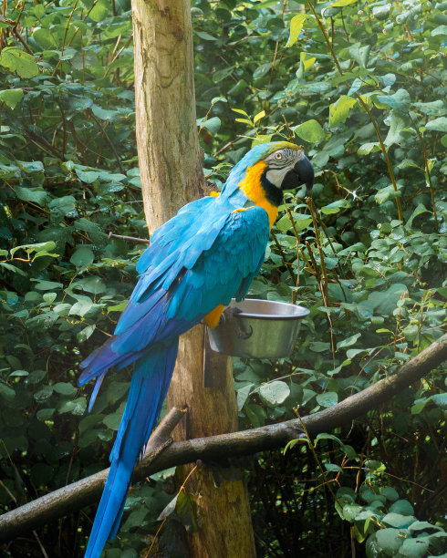 macaw