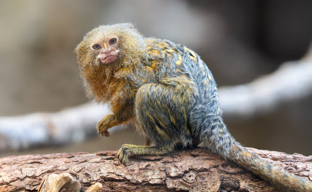 marmoset