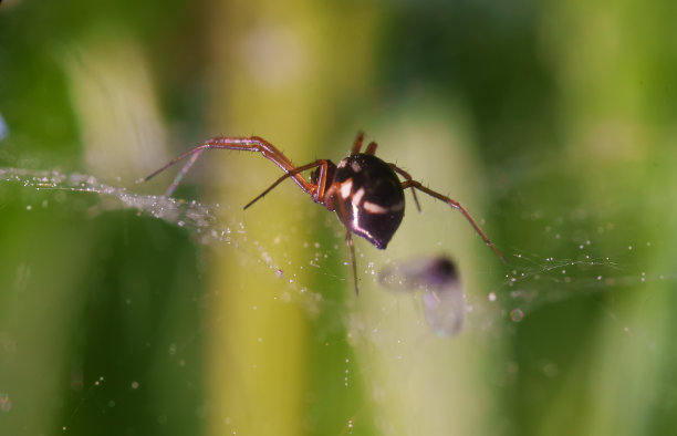 arachnid