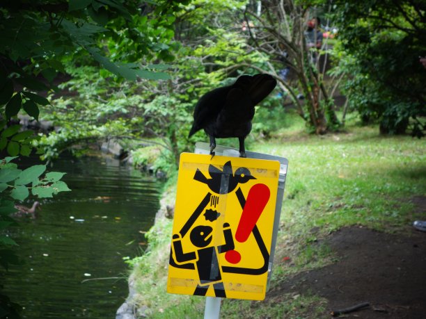 odori
