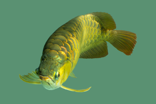 arowana