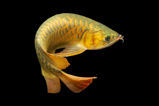 arowana
