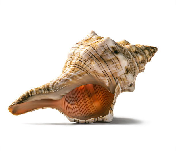 conch