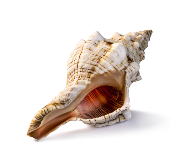 conch