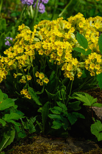 primula