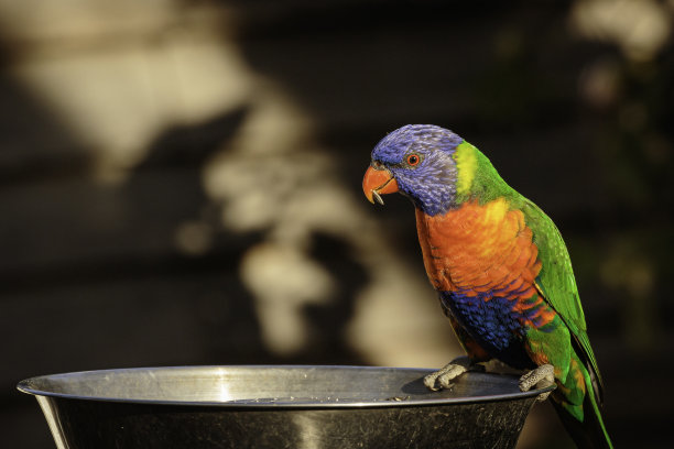 lorikeets