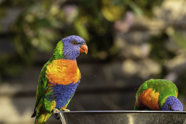 lorikeets
