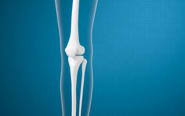 tibia