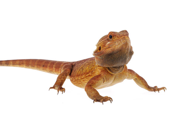 pogona
