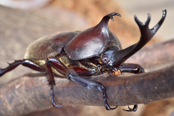 horned