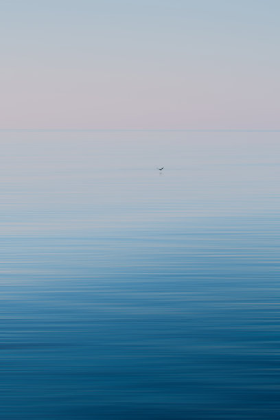 飞鸟蓝色大海壁纸