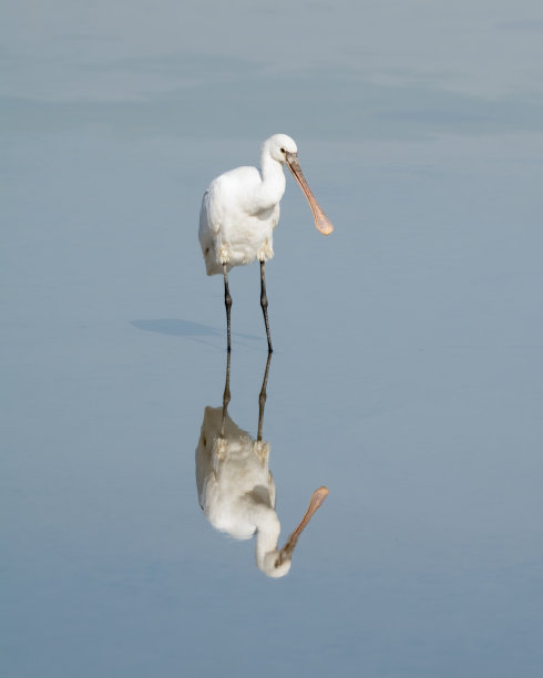 spoonbill