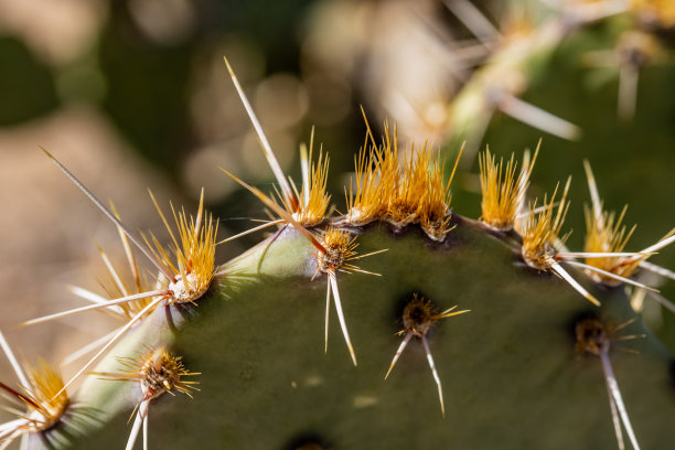 saguaro