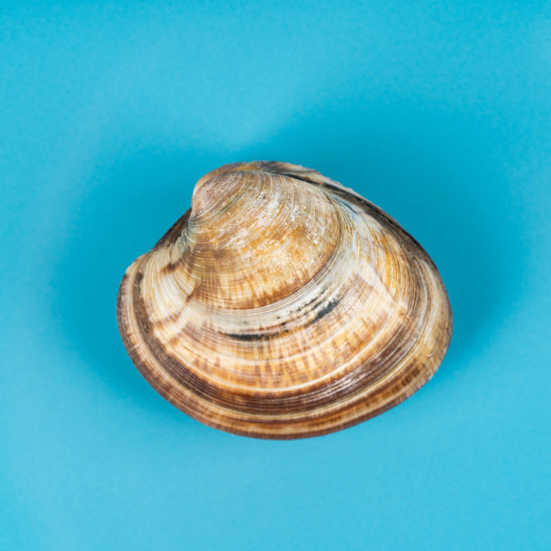 tridacna