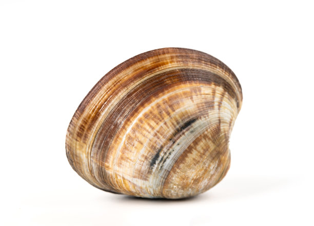 tridacna