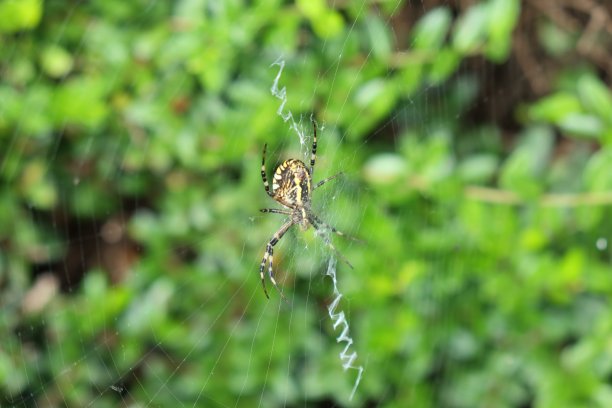argiope