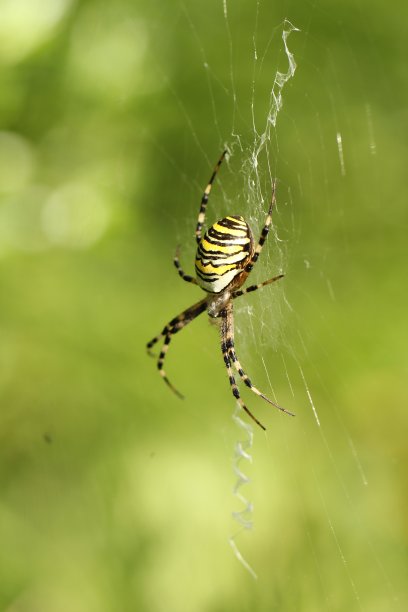 argiope