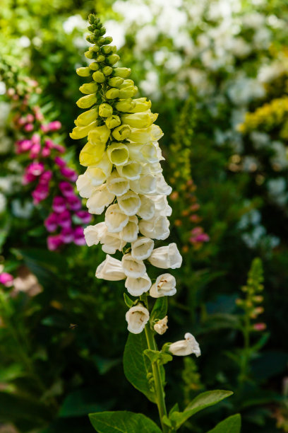 digitalis