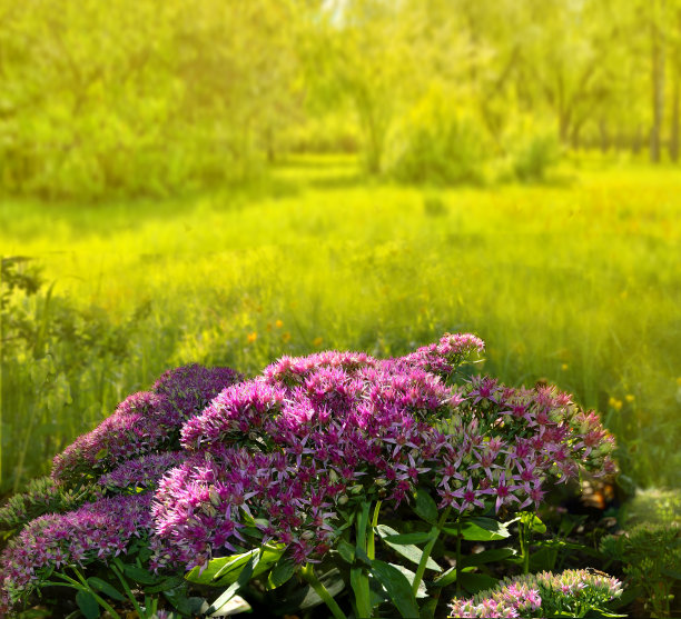 sedum