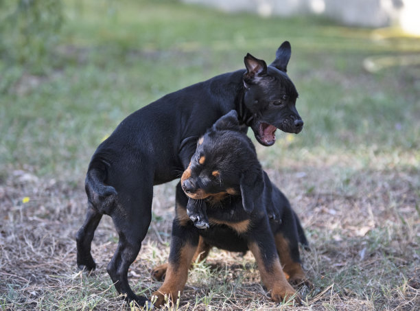 pedigree
