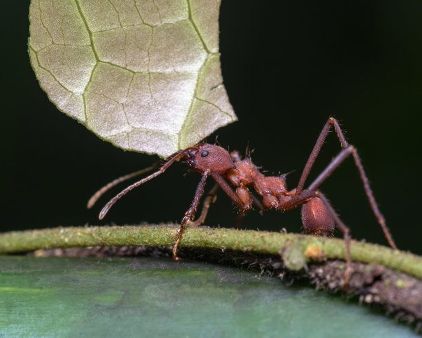arthropod