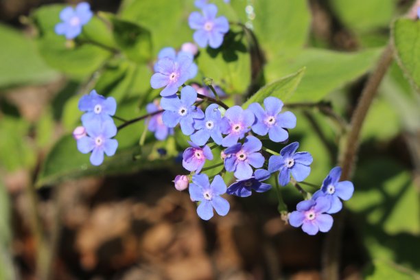 brunnera
