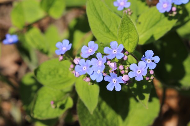 brunnera
