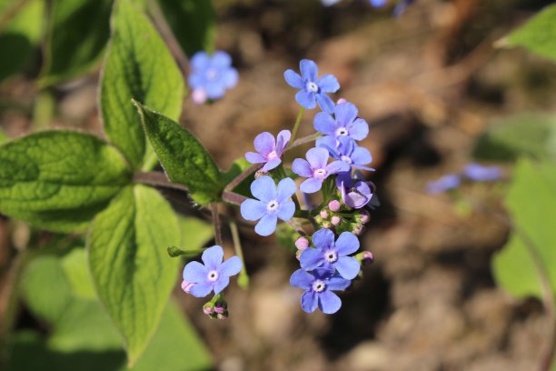 brunnera