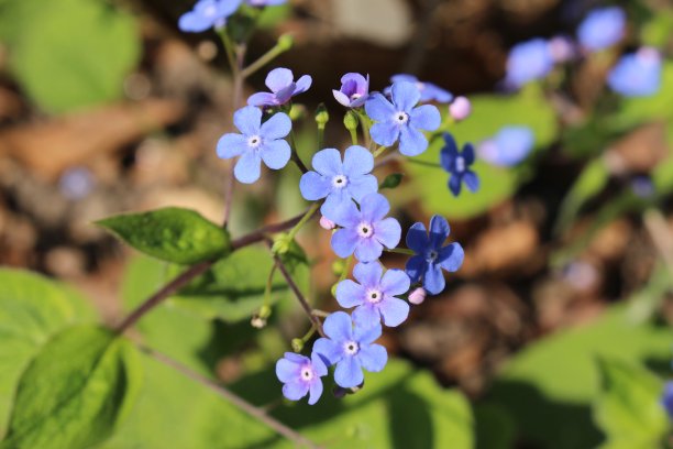 brunnera